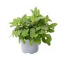 Salvie Salvia officinalis friland Ø17 cm potte