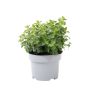 Oregano friland Ø17 cm potte