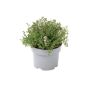 Timian friland Ø17 cm potte