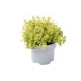 Citrontimian friland Ø17 cm potte
