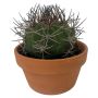 Kuglekaktus Echinocactus grusonii Ø17 cm potte