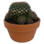 Kuglekaktus Echinocactus grusonii Ø17 cm potte