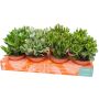 Sukkulent Crassula Ø12 cm - flere varianter