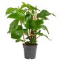 Philodendron squamiferum Ø17 cm potte