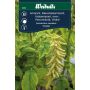 Weibulls blomsterfrø Amarant 'Viridis'