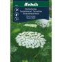 Weibulls blomsterfrø tandstikkeurt 'Green Mist'