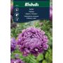 Weibulls blomsterfrø asters 'Miladi Lilac'