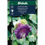 Weibulls blomsterfrø klokkeranke blå 'Violet'