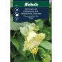 Weibulls blomsterfrø klokkeranke hvid 'White'
