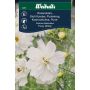 Weibulls blomsterfrø stolt kavaler 'Fizzy White'