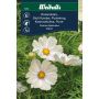 Weibulls blomsterfrø stolt kavaler 'Kiiro'