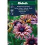 Weibulls blomsterfrø solhat 'Sahara'