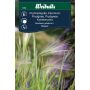 Weibulls blomsterfrø prydgræs 'Green'