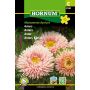 Hornum blomsterfrø Asters 'Callistephus chinensis' abrikos