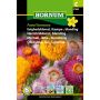 Hornum blomsterfrø evighedsblomst kæmpe 'Xerochrysum bracteatum'