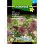Hornum grøntsagsfrø Vild gulerod 'Daucus carota'