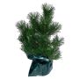 Pinus fyrreplante 5 L