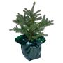 Blågran i potte P21 Picea pungens 5 l