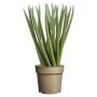 Sukkulent Sansevieria Spaghetti Ø11 cm potte