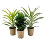 Dracaena deremensis Ø17 cm potte - flere varianter