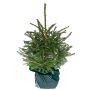 Picea Abies granplante 5 L