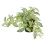 Emerald kunstig plante Pilea grøn/hvid 19 cm