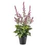 Emerald kunstig plante Salvia lilla 45 cm