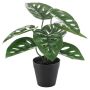 Emerald kunstig Monstera Monkey 28 cm