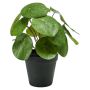 Emerald kunstig Pilea plante 25 cm