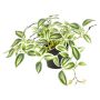Emerald kunstig plante Tradescantia grøn/hvid 19 cm