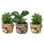 Peperomia i krukke Ø6 cm - flere varianter