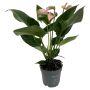 Flamingoblomst Anthurium baby pink Ø12 cm ptte