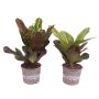 Stueplante Kroton Codiaeum Ø17 cm potte