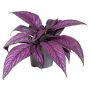 Strobilanthes Metallica Ø13 cm potte