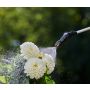 Gardena tryksprøjte EasyPump 5 L