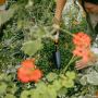 Fiskars OneClick planteske borstål 27 cm
