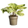 Calathea Yellow Ø11 cm potte