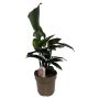 Fiskebensplante Calathea Ø17 cm potte - flere varianter