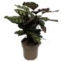 Fiskebensplante Calathea Ø17 cm potte - flere varianter