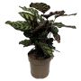 Fiskebensplante Calathea Ø17 cm potte - flere varianter