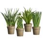Sansevieria Ø9 cm potte - flere varianter