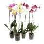 Orkidé 2-grenet Phalaenopsis Ø12 cm potte - flere farver