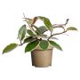 Hoya Flamingo Ø11 cm - flere varianter