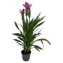 Curcuma rosa Ø13 cm potte