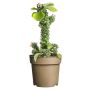 Sukkulent Euphorbia Ritchei Ø14 cm potte