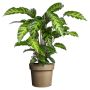 Calathea Misto Ø24 cm potte