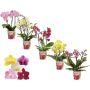Phalaenopsis Dazz Ø12 cm potte