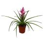 Tillandsia Antonio Ø15 cm potte