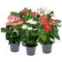 Anthurium Karma Ø12 cm potte