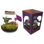 Terrarieplante Ø19 cm